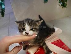 ОТДАМ В ЗАБОТЛИВЫЕ РУКИ