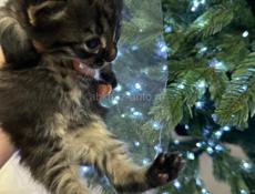 ОТДАМ В ЗАБОТЛИВЫЕ РУКИ