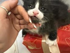 ОТДАМ В ЗАБОТЛИВЫЕ РУКИ