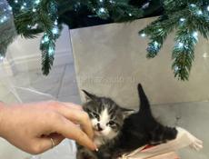 ОТДАМ В ЗАБОТЛИВЫЕ РУКИ