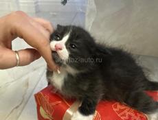 ОТДАМ В ЗАБОТЛИВЫЕ РУКИ