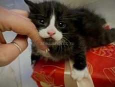 ОТДАМ В ЗАБОТЛИВЫЕ РУКИ 