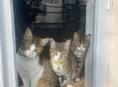 Кошки и кот стерилизованные отдаем в добрые руки, к лотку обучены 