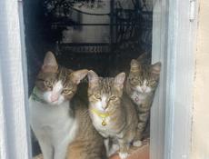 Кошки и кот стерилизованные отдаем в добрые руки, к лотку обучены 