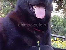 Немецкие овчарки 