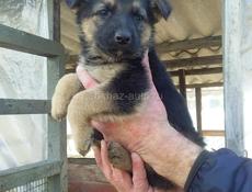 Немецкие овчарки