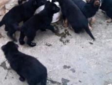 Немецкие овчарки