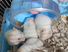  Хомяки. Сирийские.