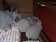 Кролики больших пород.