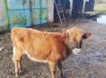 Продам  бычка