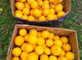 Продаю апельсин около 200 кг все вместе по 40