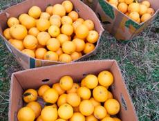 Продаю апельсин около 200 кг все вместе по 40