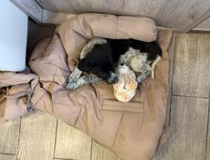 Охотничья собака. Девочка 