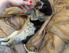 Охотничья собака. Девочка 