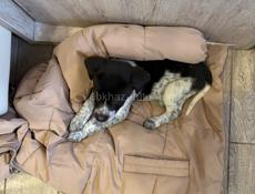 Охотничья собака. Девочка 