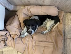 Охотничья собака. Девочка 