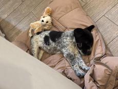 Охотничья собака. Девочка 