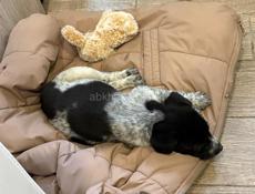 Охотничья собака. Девочка 