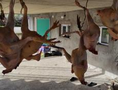 Продаю чищеные домашние куры 