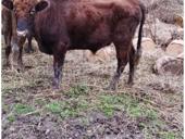 Бык срочно! 