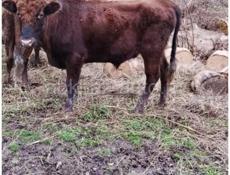 Бык срочно! 