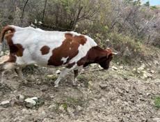 Продаю коров с телятами 