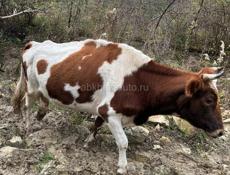 Продаю коров с телятами 