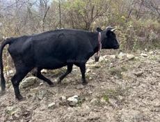 Продаю коров с телятами 