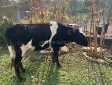 Продается телка 