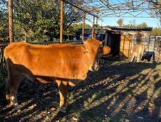 Продаётся корова. Вот