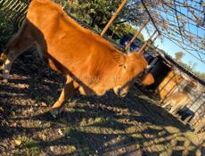    Продаётся корова. Вот