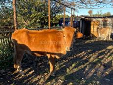 Продаётся корова. Вот