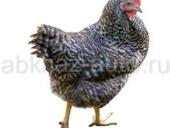 Домашние куры несушки