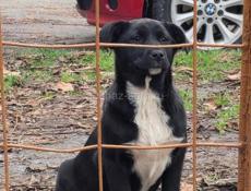 ЩЕНКИ В ДОБРЫЕ РУКИ