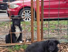 ЩЕНКИ В ДОБРЫЕ РУКИ