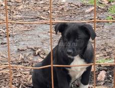 ЩЕНКИ В ДОБРЫЕ РУКИ