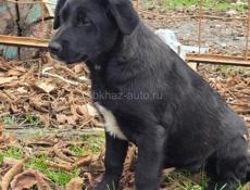 ЩЕНКИ В ДОБРЫЕ РУКИ