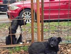 ЩЕНКИ В ДОБРЫЕ РУКИ