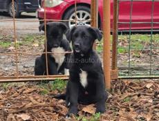 ЩЕНКИ В ДОБРЫЕ РУКИ