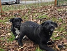 ЩЕНКИ В ДОБРЫЕ РУКИ