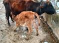 Продаётся Корова, с телёнком 