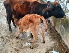 Продаётся Корова, с телёнком 