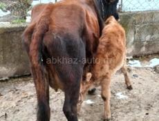 Продаётся Корова, с телёнком