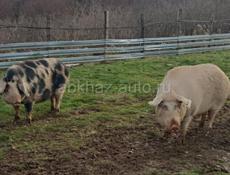 Продается свини