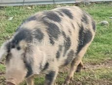 Продается свини