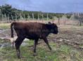 Продается телёнок 