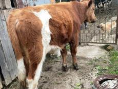 Продаю быка