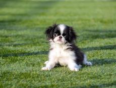 Японский хин