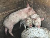Продам поросята 