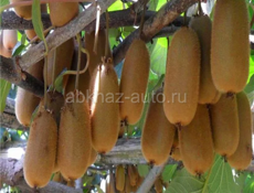 Куплю свженцы киви 25-30штук 